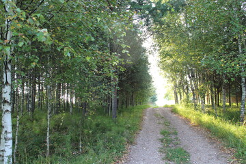 View of a rural foggy road at sunrise in summer