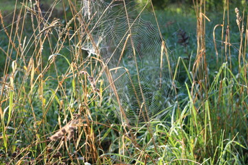 Spider web on the grass in the sun on a summer morning