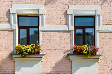 Obraz na płótnie Canvas Two narrow windows with blooming flowers on the pale pink brick facade of a multi-story historic building. Urban comfort, decoration of residential buildings with living plants, historical buildings.