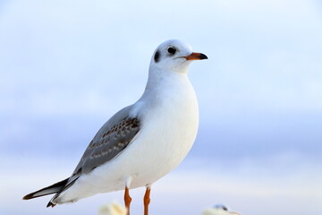 A close-up view of a seagull at Juyan Lake Basin in Inner Mongolia, China, which is one of the world's few desert wetlands.