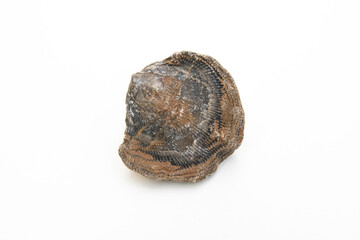 studio photo of brachiopoda articulate fossil