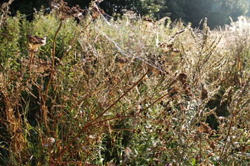 Spider web on the grass in the sun on a summer morning
