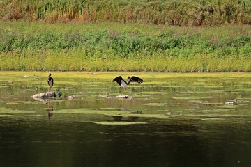Zwei Schwarzstörche (Ciconia nigra) am Edersee