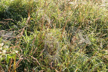 Spider web on the grass in the sun on a summer morning