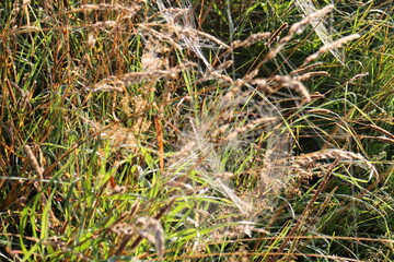 Spider web on the grass in the sun on a summer morning
