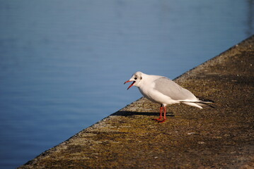 möve am parapet nah mit see im hintergrund