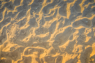Beautiful evening beach. Shadows fall on the sand. Sea sand in the light of the setting sun. Seagull footprints in the sand