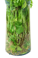 Roots of a fresh parsley, dill and other greens in the transparent glass jar
