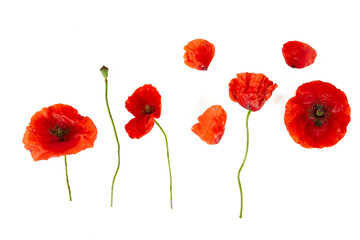poppy flowers isolated on white background - obrazy, fototapety, plakaty