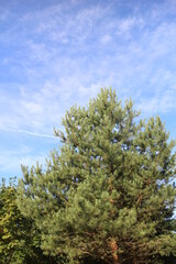 Fototapeta premium Pine branches against the summer sky