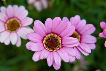 Obraz premium Beautiful flower with pink petals and bright purple and yellow center. Close up.