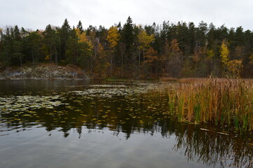 Beautiful yellow, orange and red autumn colors during fall in Sweden