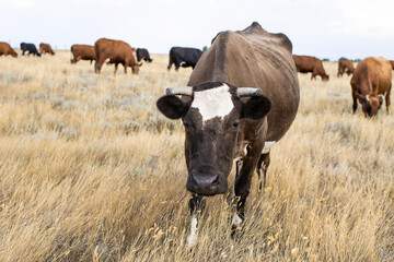 Cute dairy dark brown and white cow with horns looking at camera, standing on background of herd of cows grazing in yellow steppe meadow field on summer day. Farming and animal husbandry concept