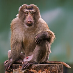 Extreme closeup of monkey sitting on a log, camera pose