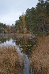 Beautiful yellow, orange and red autumn colors during fall in Sweden