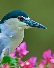 Black Crowned Night Heron against soft green background