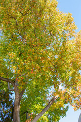 Green and aburn leaves tree