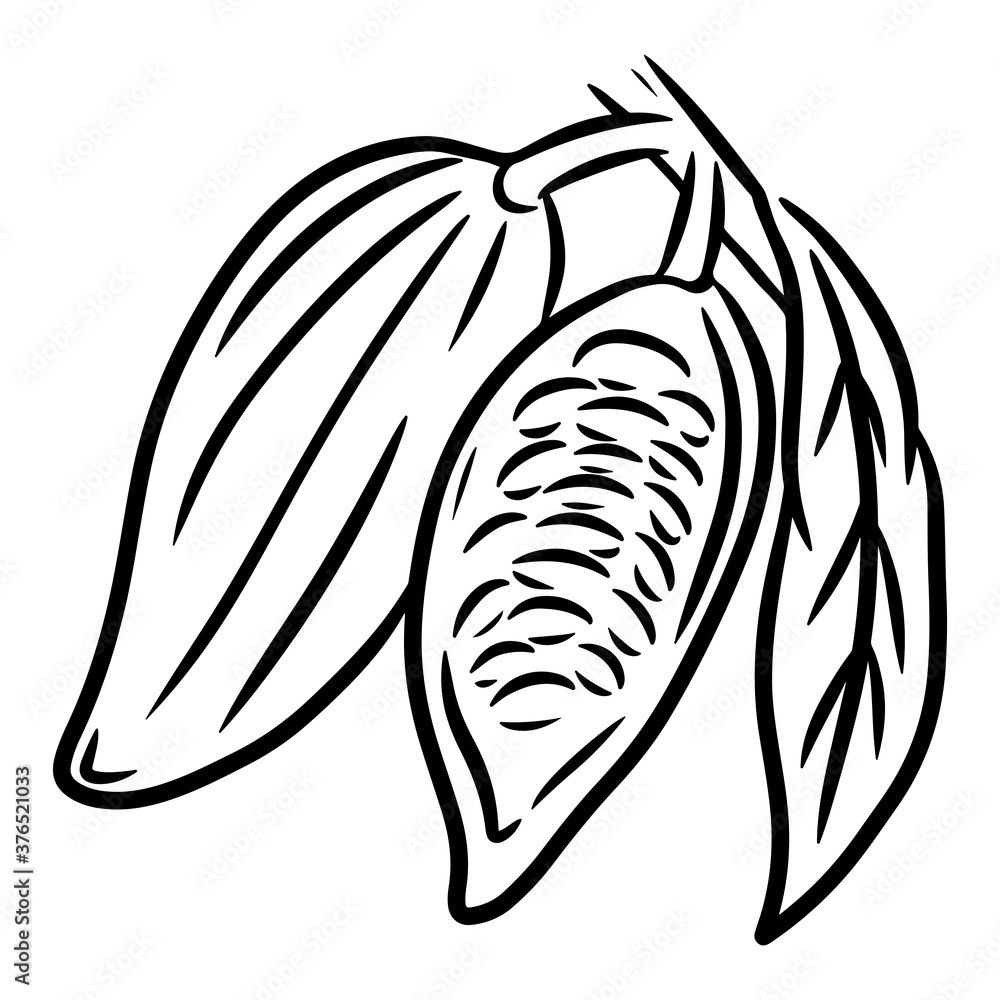 Wall mural Branch of an cacao tree. Hand drawn vector illustration, isolated on a white background.