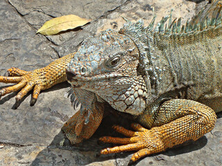 Lagarto con los ojos grandes. Una iguana con los mejores colores.