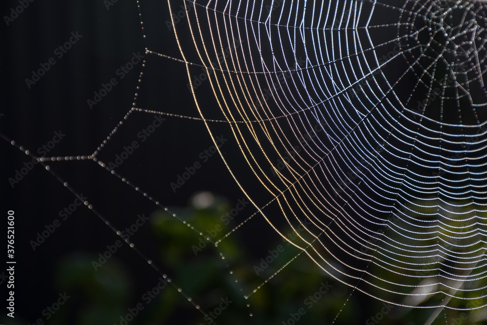 Wall mural the web is woven by a spider. from the fog and light rain the cobweb is wet. selective focus. dark b