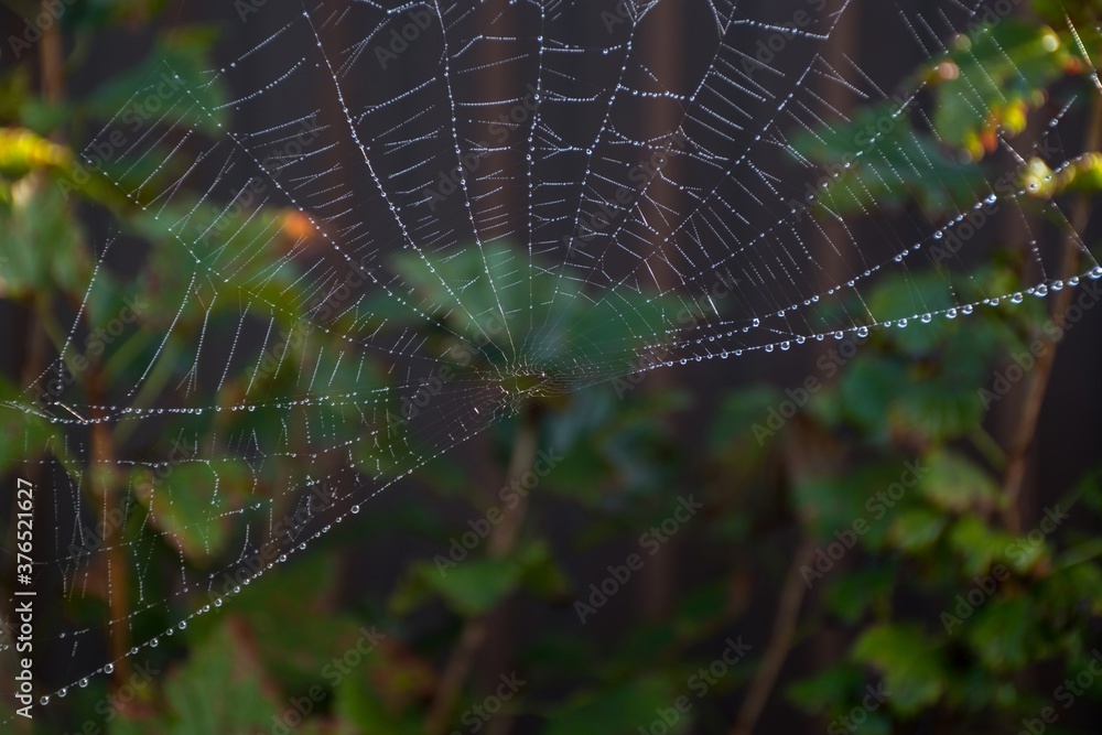 Wall mural the web is woven by a spider. from the fog the cobweb is wet. selective focus. dark background.