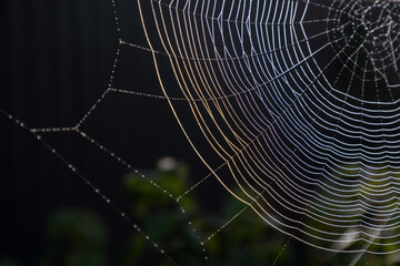 The web is woven by a spider. From the fog and light rain the cobweb is wet. Selective focus. Dark background
