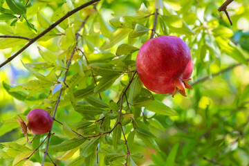 Ripe pomegranate on the tree in autumn