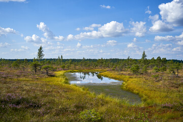Summer landscape with lake in the swamp