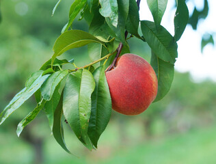 close up on fresh peaches on the branch