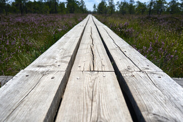 Wooden path in the swamp