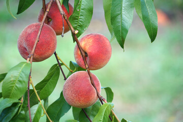 close up on fresh peaches on the branch