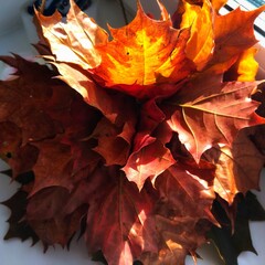 red maple leaf