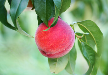 close up on fresh peaches on the branch