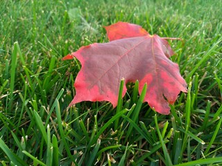 red maple leaf