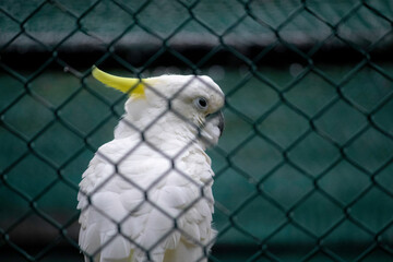 Sulphur Crested Cockatoo watchful eyes closeup