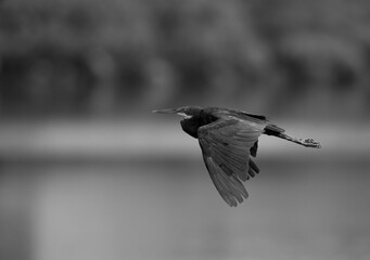 Western reef heron in flight during morning hours, Bahrain