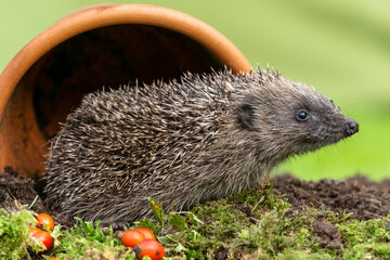 Hedgehog in garden, wild, free roaming hedgehog, taken from within a wildlife hide to monitor the health and population of this favourite but declining mammal, copy space © Moorland Roamer