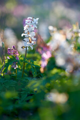 Hohle Lerchensporn, Corydalis cava, Hohlknolliger Lerchensporn