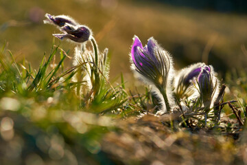 Kuhschelle, Küchenschelle, Pulsatilla vulgaris