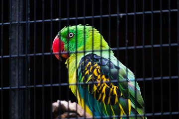 Great-billed Parrot Furious looking Eyes Closeup