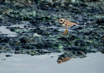 Little ringed plover and its reflection at Tubli bay, Bahrain