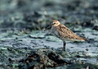 Curlew Sandpiper at Tubli bay, Bahrain