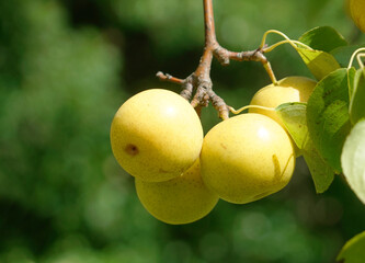 close up on yellow Asian pear on the tree