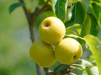 close up on yellow Asian pear on the tree