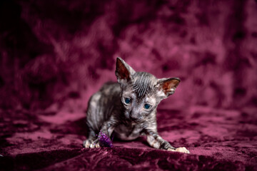Cornish Rex kitten on a velvet, crimson background.
