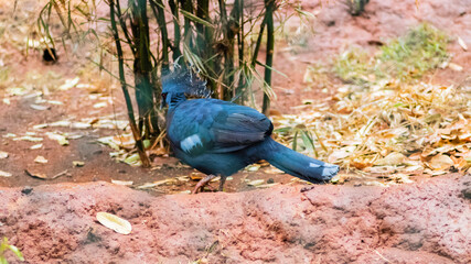 Blue Victoria Crowned Pigeon on the ground