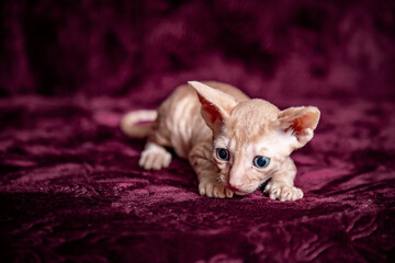 Cornish Rex kitten on a velvet, crimson background.