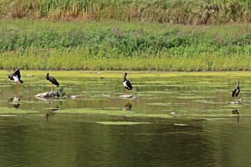 Vier Schwarzstörche (Ciconia nigra) am Edersee