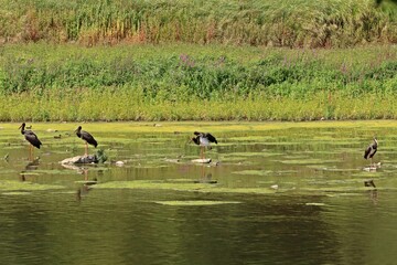 Vier Schwarzstörche (Ciconia nigra) am Edersee