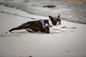 Boy and Boston Terrier on Vacation in Brittany France